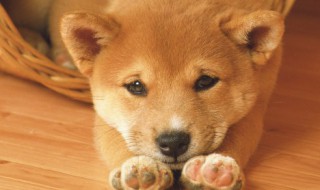 最洋气的狗名招财旺家 最洋气的狗名招财旺家牧羊犬