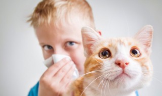 洋气招财的宠物名字 洋气招财的宠物名字白色