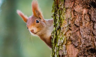 宠物松鼠名字 宠物松鼠名字可爱洋气