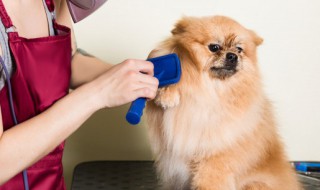 霸气又聚财的狗狗名字 霸气又聚财的狗狗名字金毛