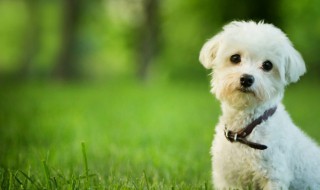 狗狗起名字好听又吉利（狗狗起名字好听又吉利女）