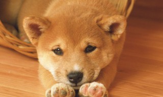 可爱有创意的宠物名字（宠物取个可爱的名字）