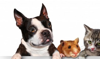 聪明可爱的狗狗名字(聪明活泼的狗狗名字)