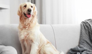 象征生命和希望的狗狗的名字(给狗狗取特殊寓意的名字)