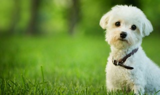 狗名怎么取比较旺主人（狗名怎么取比较旺主人2021）