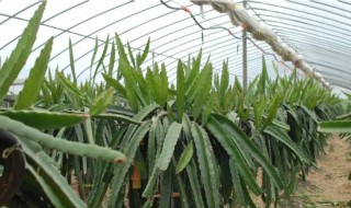 火龙果树苗怎么栽培 火龙果苗怎么栽种