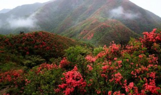 山上挖的映山红怎么栽（映山红可以挖吗）