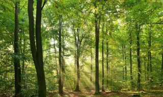 丛林和森林有什么区别 泰拉瑞亚丛林和森林有什么区别