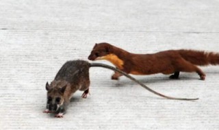 黄鼠狼属于几级保护动物（黄鼠狼是不是保护几级保护动物）