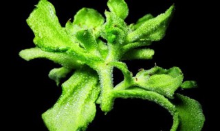 冰草怎么保存 冰草 保存