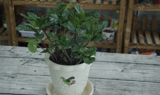 栀子花可以净化空气吗（栀子花可以净化空气吗?）