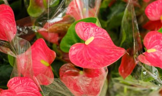 红掌能放在卧室吗 红掌适不适合放在卧室