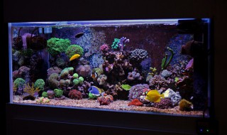 鱼缸净水剂多久添加一次合适（鱼缸放完净水剂多长时间能见效果）