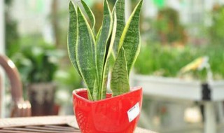 虎皮兰可以放卧室吗 虎皮兰可以放卧室吗晚上睡觉对人害吗