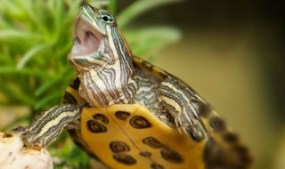 乌龟可以放卧室养吗（乌龟能放卧室养么）