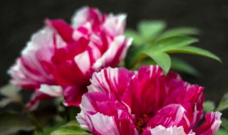 花可以放冰箱保鲜吗（花可以放冰箱冷藏吗）