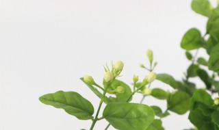 茉莉花有毒吗能放在卧室里养吗（茉莉花有毒吗能放在卧室里养吗）