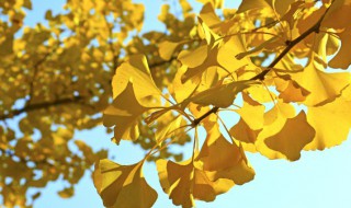 卧室可以摆放银杏树制作的盆景吗（卧室可以摆放银杏树制作的盆景吗）