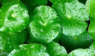 铜钱草的种子直接放水里可以养吗（铜钱草种子可以直接放到水中吗）