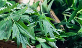 艾草长在什么地方驱蚊虫 艾叶草能驱蚊虫吗