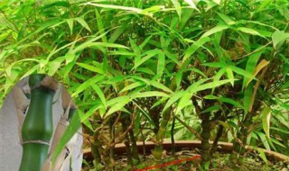 竹子可以放卧室吗 卧室里可以放竹子吗