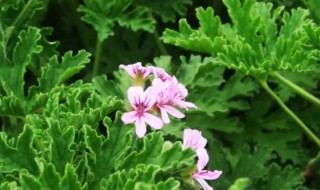 驱蚊草怎么过冬(驱蚊草怎样过冬)