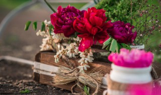 什么花放在卧室可以净化空气 房间里养什么花可以净化空气