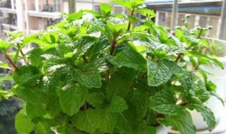 什么草驱蚊 什么草驱蚊子效果最好