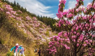 山花节是哪个民族的节日啊 花山节是哪个民族的节日