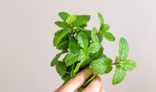 驱蚊草是猫薄荷吗 猫薄荷防蚊吗