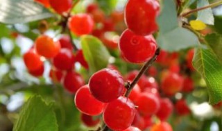 观赏洋樱桃可以室内养殖吗 看樱桃花卉的养殖