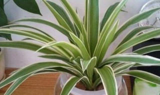 金边吊兰可以放卧室吗（金边吊兰适合放卧室吗）