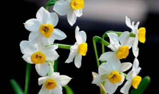 水仙花养在室内好吗(室内养水仙花好不好)