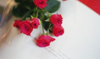 玫瑰花可以直接用营养土栽培吗（玫瑰花可以直接用营养土栽培吗视频）