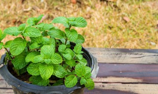 欧薄荷可以驱蟑螂吗（薄荷脑能驱赶蟑螂吗）