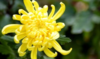 菊花可以放在室内养吗 菊花能放在室内养吗?