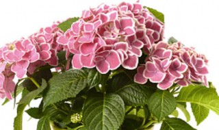 绣球花可以放在卧室吗 绣球花能否放在室内