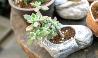 什么花或草适合放在卧室里面 什么花草适合放在房间里