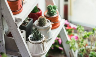 有哪些净化空气的室内花草（什么花草净化室内空气）