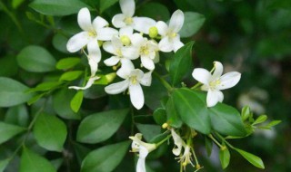 九里香有驱蚊驱虫的作用吗（九里香是驱蚊子的吗）