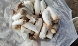 鲜杏鲍菇怎么保鲜存放（杏鲍菇怎么保存）