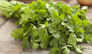 香菜如何长期保鲜存放 香菜怎样存放才能保鲜时间更长