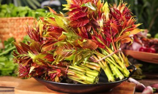 香椿苗如何长期保鲜存放 香椿苗的储存方法