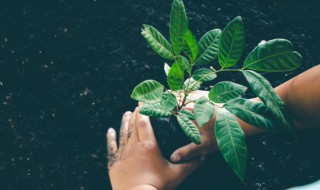 珍珠罗汉松的养殖方法 珍珠罗汉松怎么养