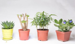 铁皮石斛盆栽种植方法（盆栽铁皮石斛家庭种植方法如下）