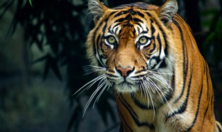 属虎最吉利的五十个字（属虎最吉利的名字）