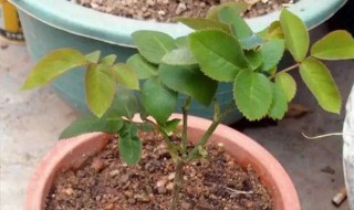 口红花的扦插繁殖方法 口红吊兰的扦插繁殖方法