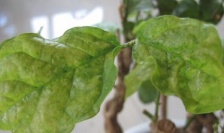 茉莉的叶子掉光了会死吗（茉莉花叶子全掉光了）