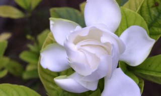 栀子花老叶发黄是怎么回事（栀子花老有黄叶是怎么回事）