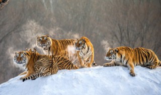 有山的虎宝宝名字（有山有木的虎宝宝名字）